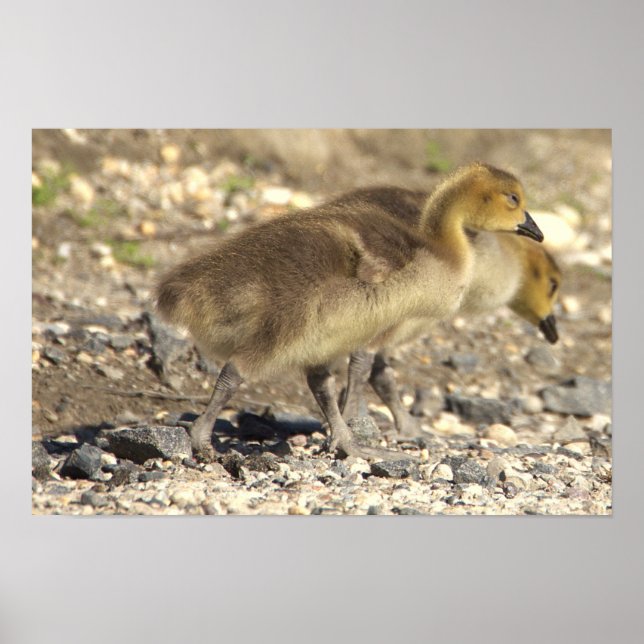 Baby Geese Photo Poster (Front)