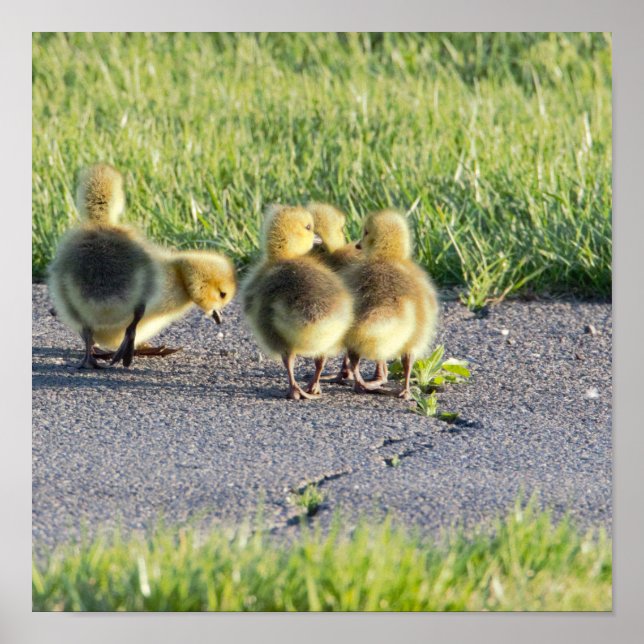 Baby Geese Photo Poster (Front)