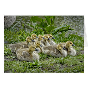 Baby Geese with Heads Up