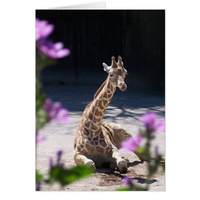 baby giraffe (Front)