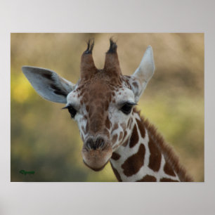 Baby Giraffe 08 Poster