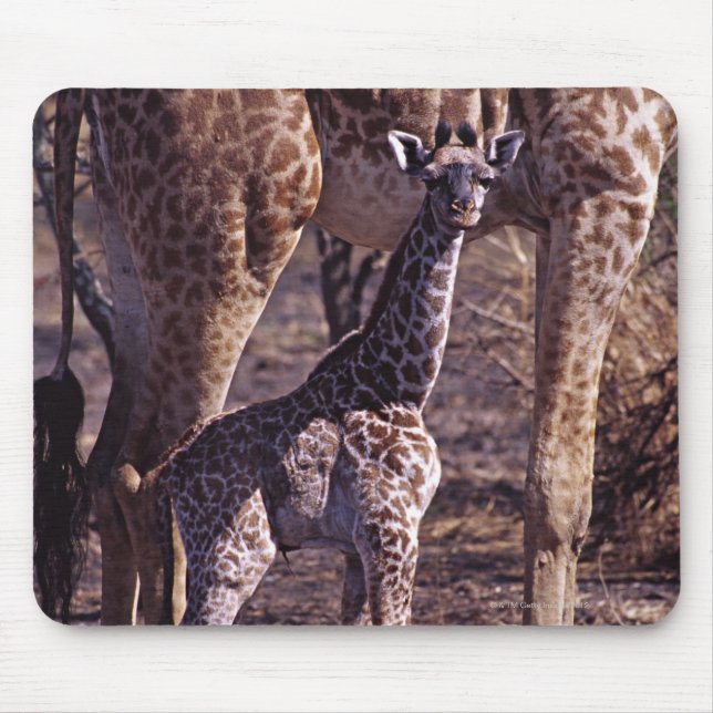 Baby giraffe and mother, Tanzania Mouse Mat (Front)