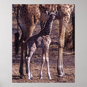 Baby giraffe and mother, Tanzania Poster
