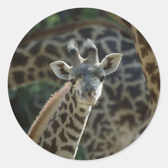 Baby Giraffe Classic Round Sticker (Front)