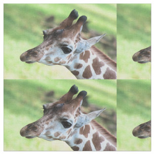 Baby giraffe fabric