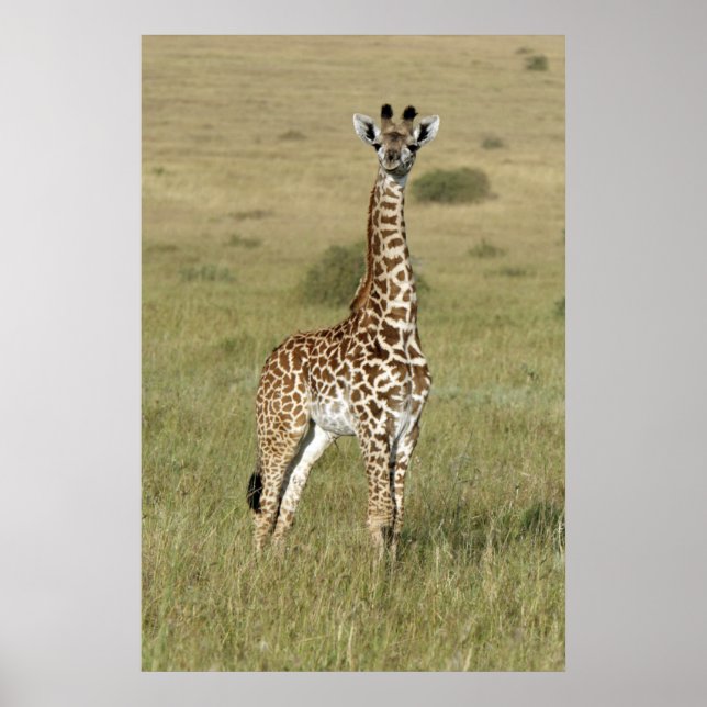Baby Giraffe In Nairobi Poster (Front)