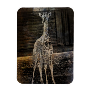 Baby Giraffe Magnet