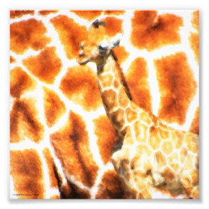 Baby Giraffe Photo Print