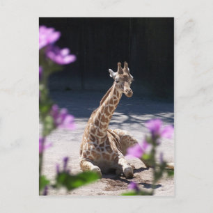 baby giraffe postcard