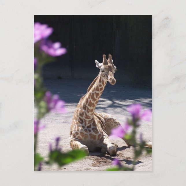 baby giraffe postcard (Front)