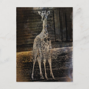 Baby Giraffe Postcard