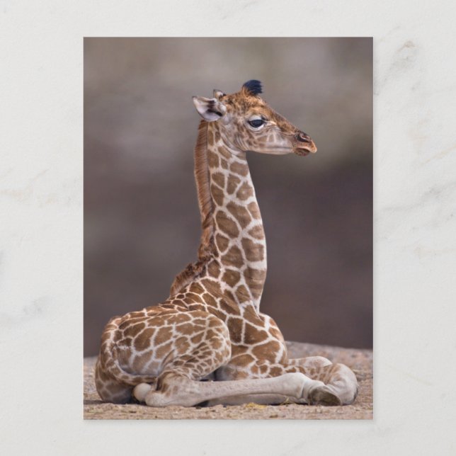 Baby Giraffe Postcard (Front)