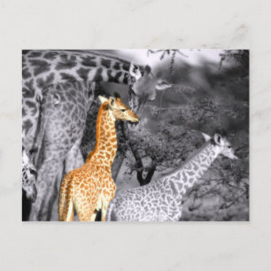Baby Giraffe Postcard