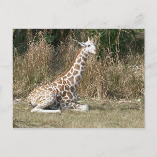 Baby Giraffe Postcard