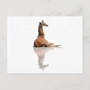 BABY GIRAFFE POSTCARD