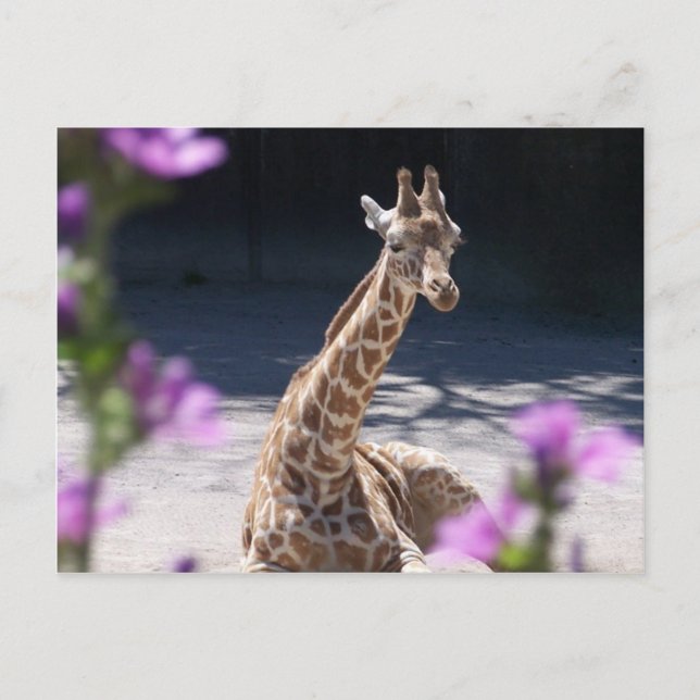 baby giraffe postcard (Front)