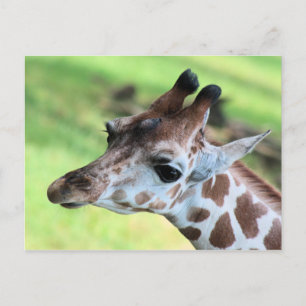 Baby giraffe postcard