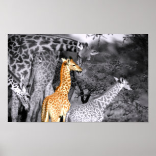 Baby Giraffe Poster