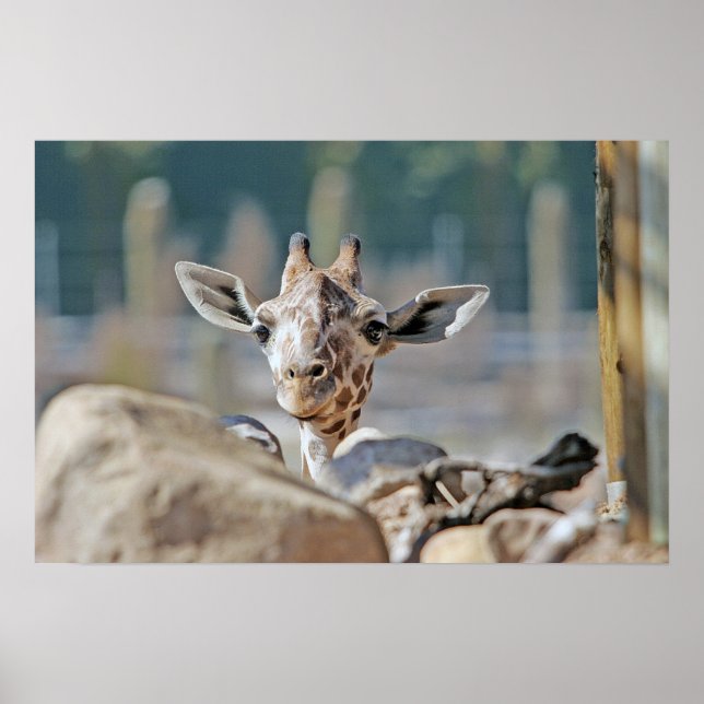 Baby Giraffe Poster (Front)