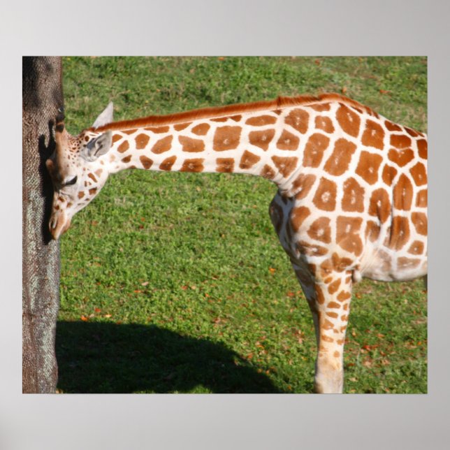 Baby Giraffe Poster (Front)