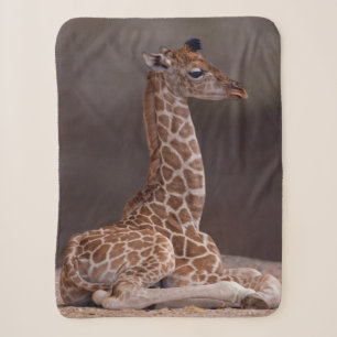 Baby Giraffe Sherpa Blanket