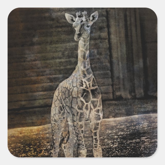 Baby Giraffe Square Sticker (Front)