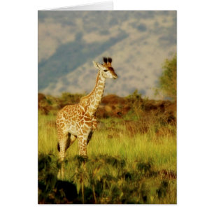 Baby giraffe wildlife cards