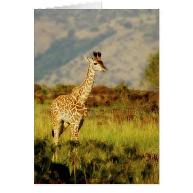 Baby giraffe wildlife cards (Front)
