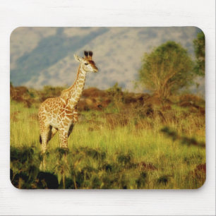 Baby giraffe wildlife mousepads