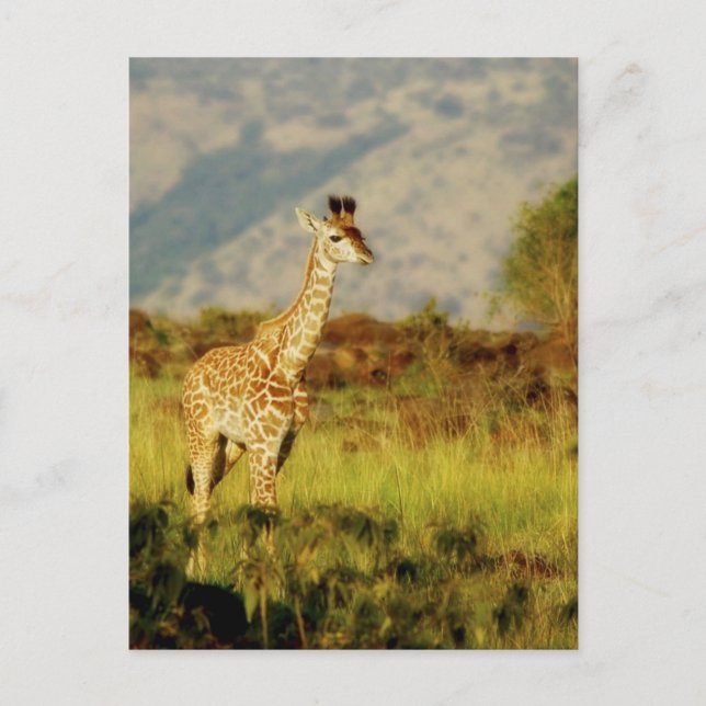 Baby Giraffe wildlife postcards (Front)