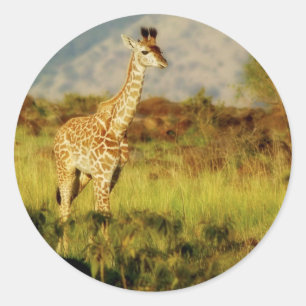 Baby giraffe wildlife stickers