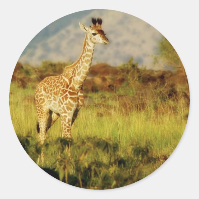 Baby giraffe wildlife stickers (Front)