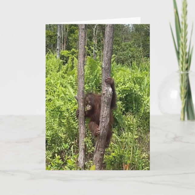 Baby Girl Orangutan Rescue Card (Front)