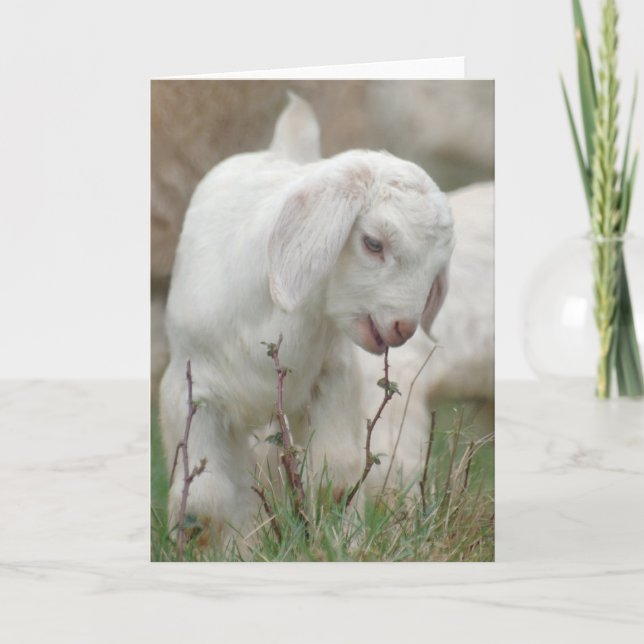 Baby Goat Card (Front)
