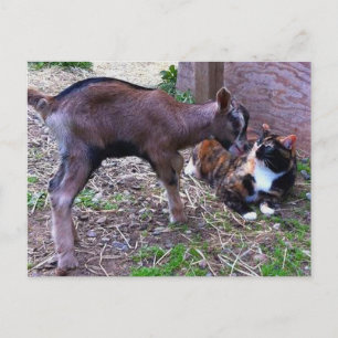 Baby Goat & Cat Postcard
