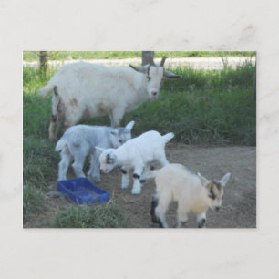 Baby Goat Family Postcard