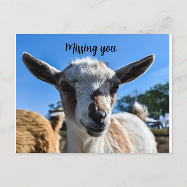 Baby goat greeting postcard (Front)