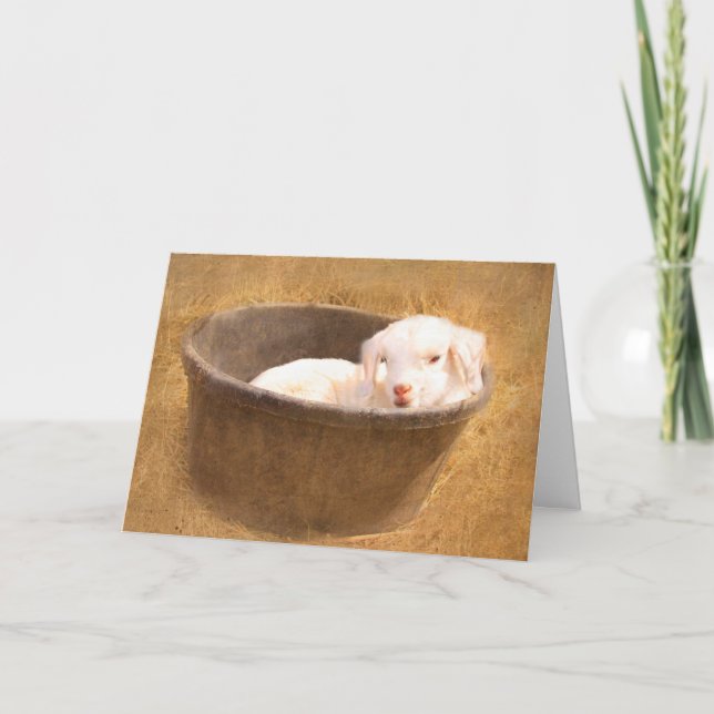 Baby Goat In A Bucket Birthday Card (Front)