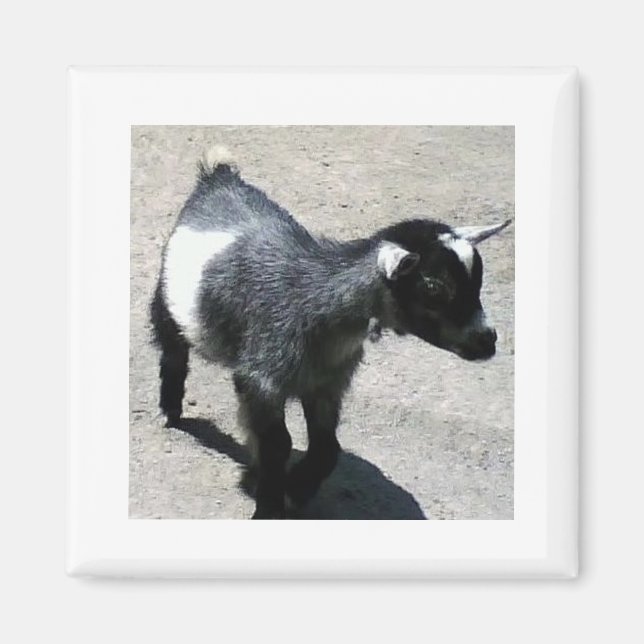 Baby Goat Magnet (Front)