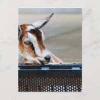 Baby Goat