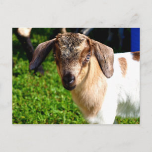 Baby Goat - Postcard