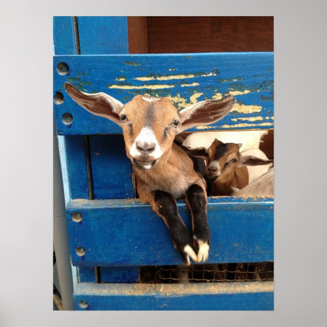 Baby Goat Poster (Front)
