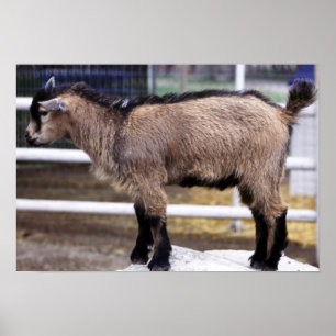 Baby goat poster