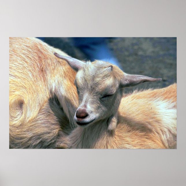 Baby Goat Poster (Front)