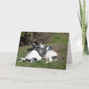 Baby Goats Lying In The Sun Card