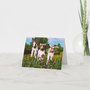 "Baby Goats" Note Card