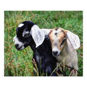 Baby Goats Photo Print
