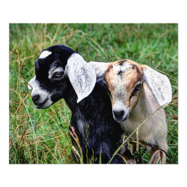 Baby Goats Photo Print (Front)