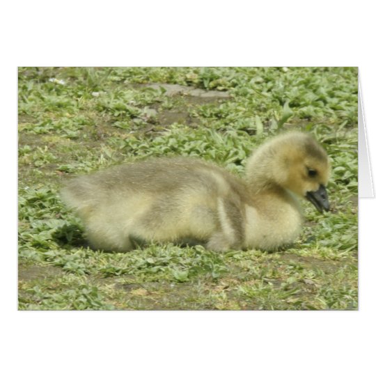 baby goose card