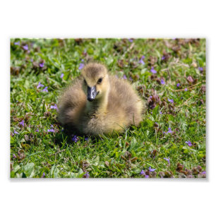 Baby Goose (Gosling) Photo Print